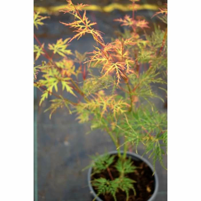 Acer palmatum 'Dissectum' | Japanese Maple Tree - Image 5
