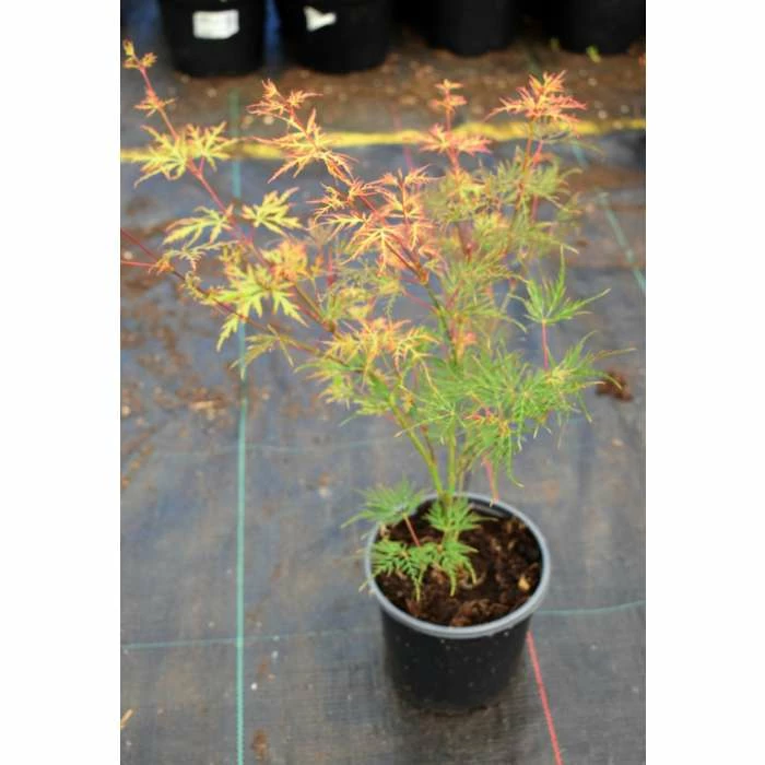 Acer palmatum 'Dissectum' | Japanese Maple Tree - Image 6