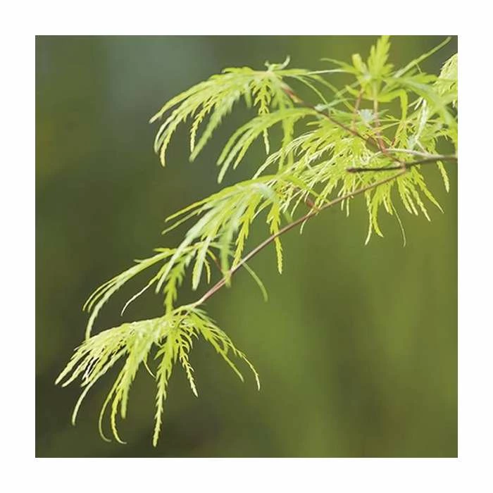 Acer palmatum 'Dissectum' | Japanese Maple Tree - Image 2