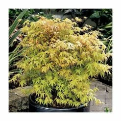 Acer palmatum 'Katsura' | Japanese Maple Tree