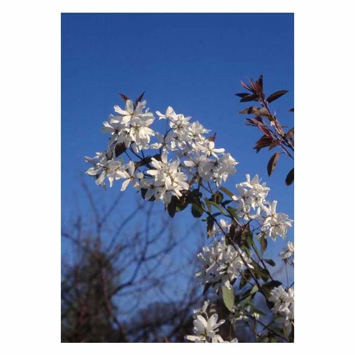 Amelanchier laevis 'Snowflakes' | Smooth Serviceberry Tree | 12L Pot | 150-180cm | By Frank P Matthews