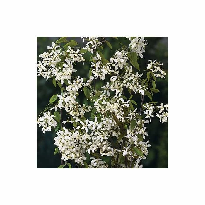 Amelanchier laevis 'Snowflakes' | Smooth Serviceberry Tree | 12L Pot | 150-180cm | By Frank P Matthews - Image 2