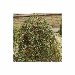 Cotoneaster 'Hybridus Pendulus' | Weeping Cotoneaster Tree | 12L Pot | 150-180cm | By Frank P Matthews