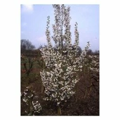Prunus 'Snow Goose' | Upright Cherry Blossom Tree | 12L Pot | 150-180cm | By Frank P Matthews