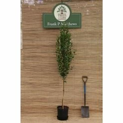 Amelanchier 'Rainbow Pillar' | Upright Juneberry Tree | 12L Pot | 150-180cm | By Frank P Matthews