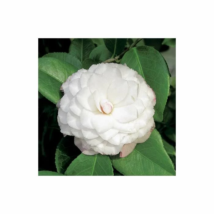 Camellia japonica 'Nuccios Pearl' - Image 3