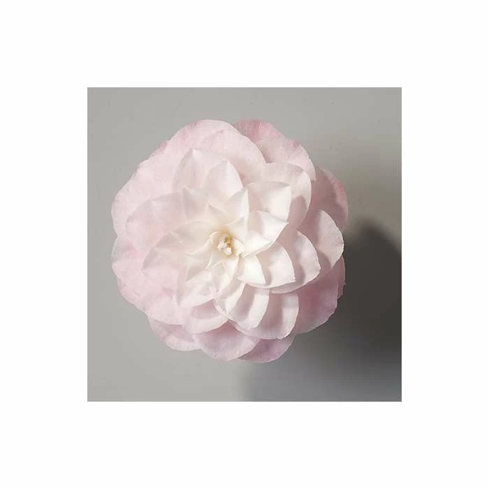 Camellia japonica 'Nuccios Pearl' - Image 4