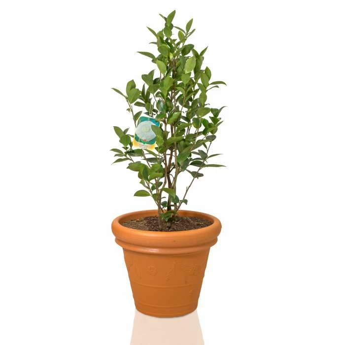 Camellia japonica 'Nuccios Pearl' - Image 2