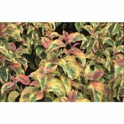 Cornus florida 'Cherokee Daybreak' | White Flowering Variegated Dogwood Tree | 7L Pot | 120-150cm | By Frank P Matthews