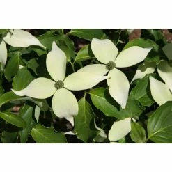 Cornus kousa 'White Fountain' | White Flowering Dogwood Trees | 7L Pot | 120-150cm | By Frank P Matthews