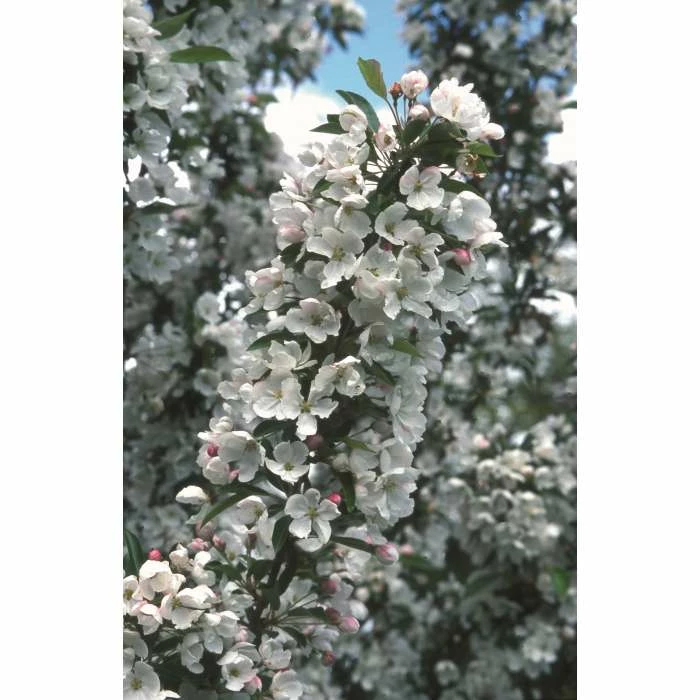 Malus 'Admiration' | Crab Apple Tree | 11.5L Pot | 120-150cm | By Frank P Matthews - Image 3