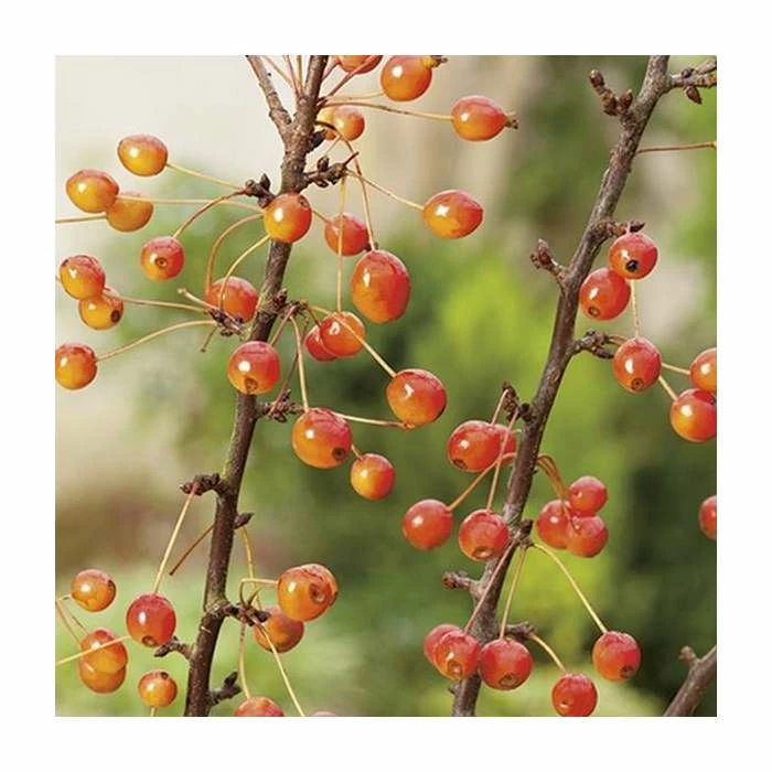 Malus 'Admiration' | Crab Apple Tree | 11.5L Pot | 120-150cm | By Frank P Matthews - Image 4