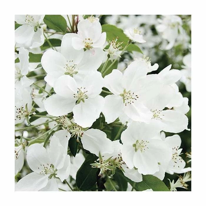 Malus 'Admiration' | Crab Apple Tree | 11.5L Pot | 120-150cm | By Frank P Matthews - Image 2