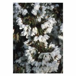 Prunus 'Snow Showers' | Cherry Blossom Tree