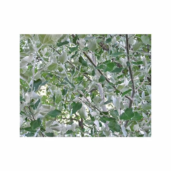 Populus alba | White Poplar Tree | Bare Root | 110-140cm