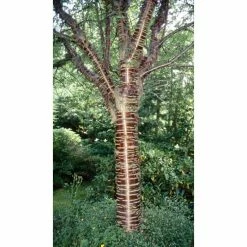Prunus serrula 'Branklyn' | Cherry Blossom Tree | 12L Pot | 150-180cm | By Frank P Matthews
