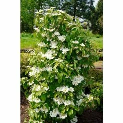 Viburnum plicatum Kilimanjaro | Flowering Viburnum Tree | 12L Pot | 120-150cm | By Frank P Matthews