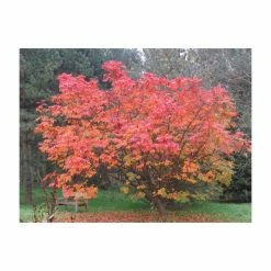 Sorbus sargentiana | Rowan Tree | 12L Pot | 150-180cm | By Frank P Matthews