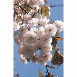 Prunus ‘Spring Snow’ | Cherry Blossom Tree | 12L Pot | 150-180cm | By Frank P Matthews