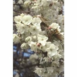 Prunus 'Ukon' | Cherry Bloosom Tree | 12L Pot | 150-180cm | By Frank P Matthews