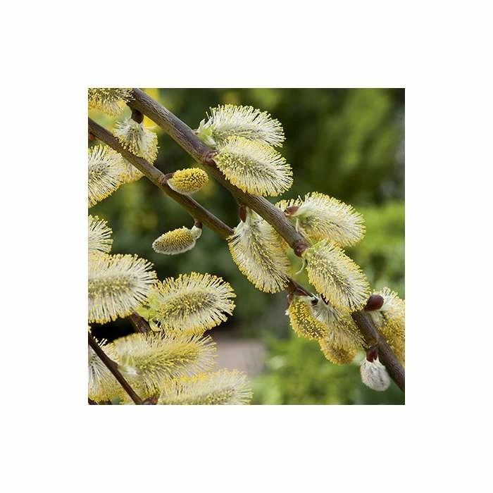 Salix caprea 'Kilmarnock' | Weeping Willow Tree | 18L Pot | 120-150cm - Image 4