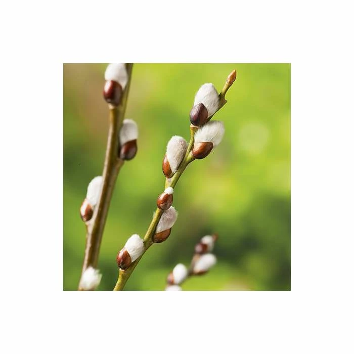 Salix caprea 'Kilmarnock' | Weeping Willow Tree | 18L Pot | 120-150cm - Image 6