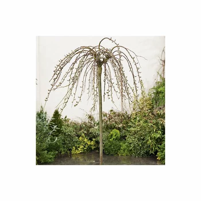 Salix caprea 'Kilmarnock' | Weeping Willow Tree | 18L Pot | 120-150cm - Image 7