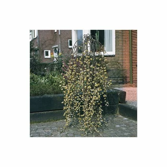 Salix caprea 'Kilmarnock' | Weeping Willow Tree | 18L Pot | 120-150cm - Image 8