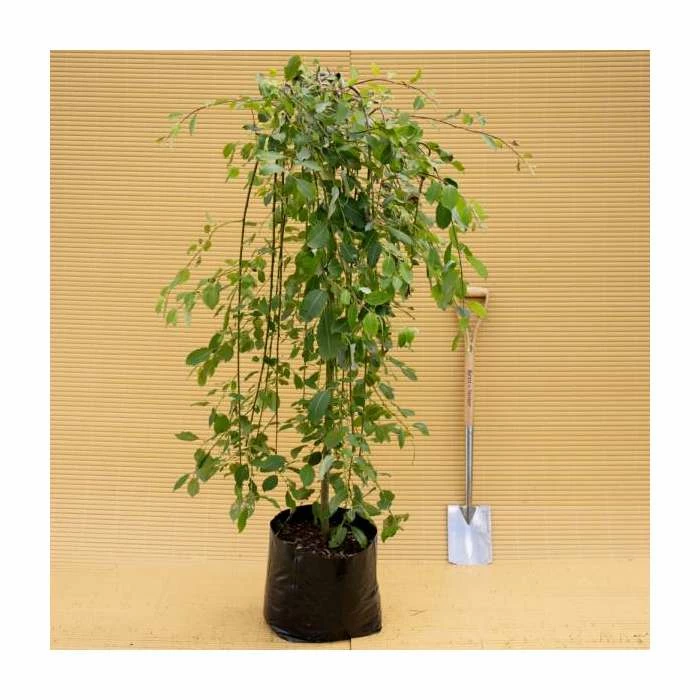 Salix caprea 'Kilmarnock' | Weeping Willow Tree | 18L Pot | 120-150cm - Image 9
