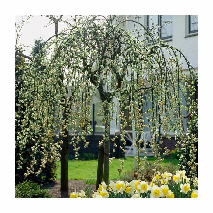 Salix caprea 'Kilmarnock' | Weeping Willow Tree | 18L Pot | 120-150cm