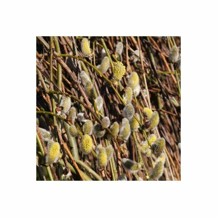 Salix caprea 'Kilmarnock' | Weeping Willow Tree | 18L Pot | 120-150cm - Image 2