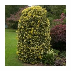 Ilex x altaclerensis 'Golden King' | Golden Variegated Holly Tree | 7L Pot | 110-140cm