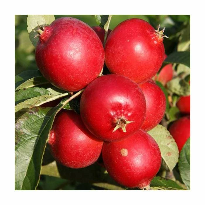 Malus 'Rosehip' | Crab Apple Tree | 12L Pot | 150-180cm | By Frank P Matthews