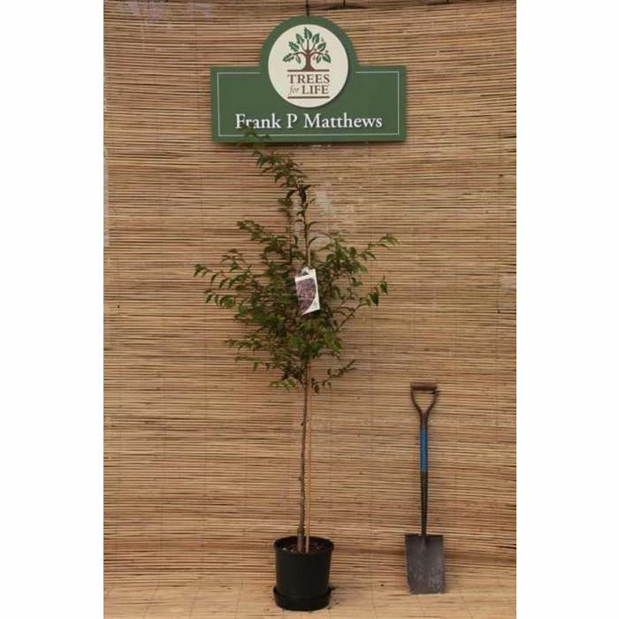 Prunus pendula f. ascendens 'Rosea' | Cherry Blossom Tree | 12L Pot | 150-180cm | By Frank P Matthews - Image 2