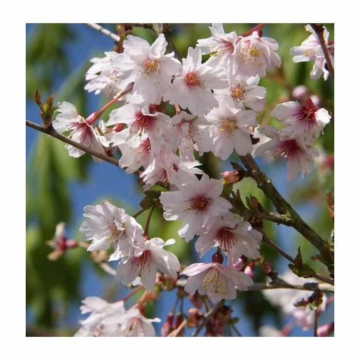 Prunus incisa 'Mikinori' | Fuji Cherry Blossom Tree | 11.5L Pot Top Worked at 45cm | By Frank P Matthews