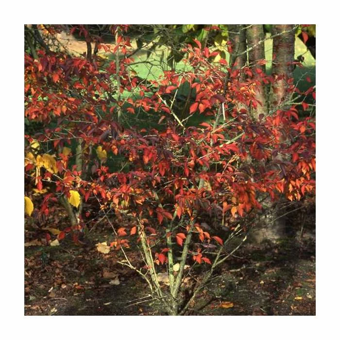 Prunus incisa 'Mikinori' | Fuji Cherry Blossom Tree | 11.5L Pot Top Worked at 45cm | By Frank P Matthews - Image 2