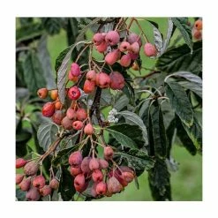 Sorbus folgneri 'Emiel' | 12L Pot | 150-180cm | By Frank P Matthews