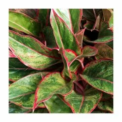 Aglaonema 'Red Siam' | Chinese Evergreen