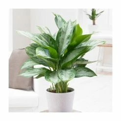 Aglaonema 'Silver Bay' | Chinese Evergreen